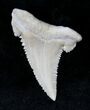 Beautiful Palaeocarcharodon Fossil Shark Tooth - #19787-1